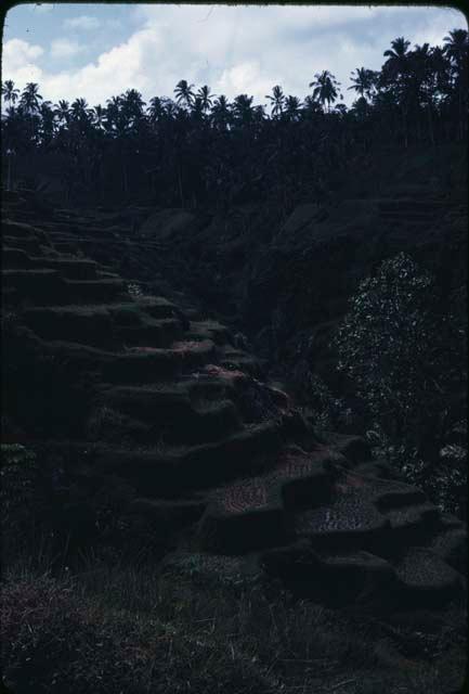 Terraced rice paddies