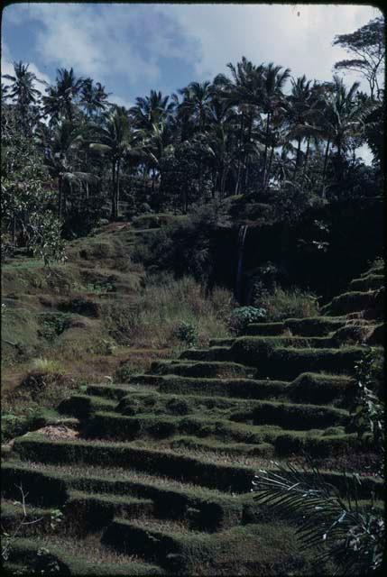 Terraced rice paddies