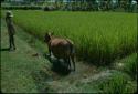 Cow in rice paddy