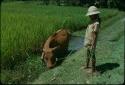 Cow and herder in rice paddy