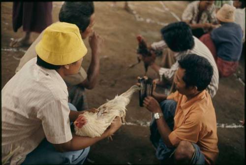 Preparing roosters for a cockfight