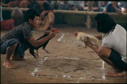 Preparing roosters for a cockfight