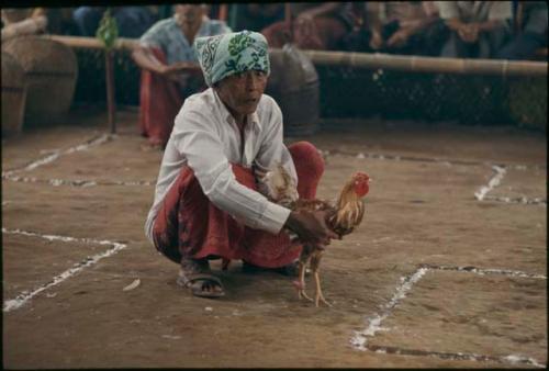 Preparing roosters for a cockfight