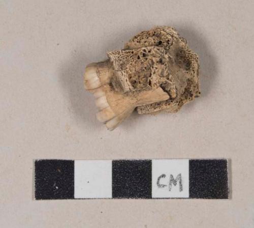 Animal tooth in jaw fragment