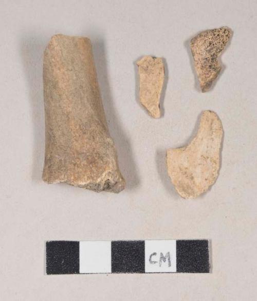 Animal bone fragments, some with butchery marks