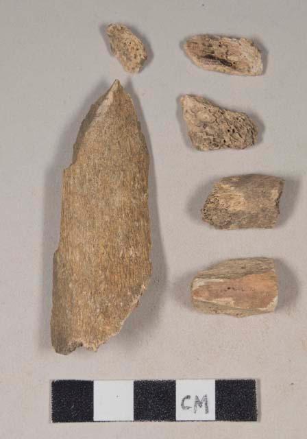 Animal bone fragments, one with butchery marks