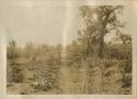 Field covered in brush