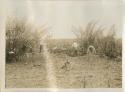 Clearing brush from a field