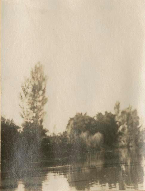 Trees along a shore