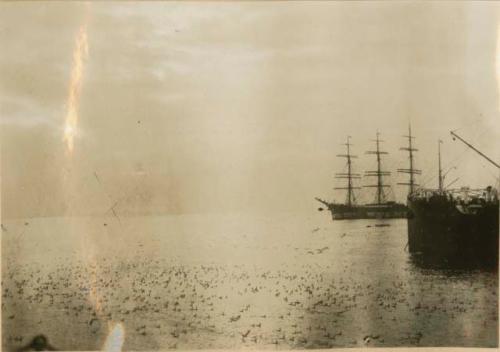 Ships on water surrounded by birds