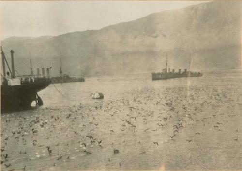 Ships on water surrounded by birds