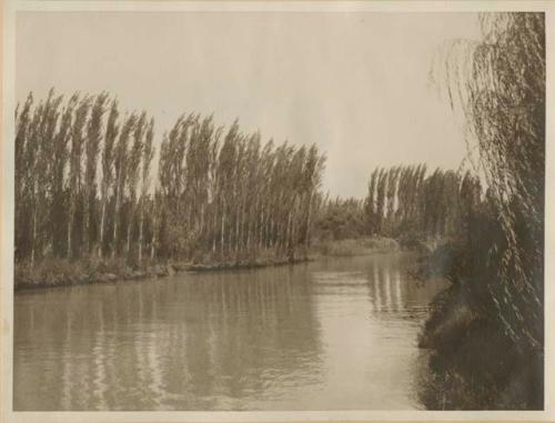 Canal lined with cypresses