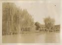 Building and trees along a canal