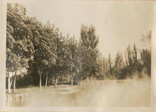 Trees along a canal