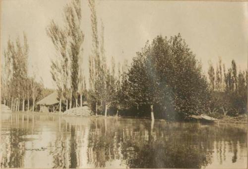 Trees along a shore