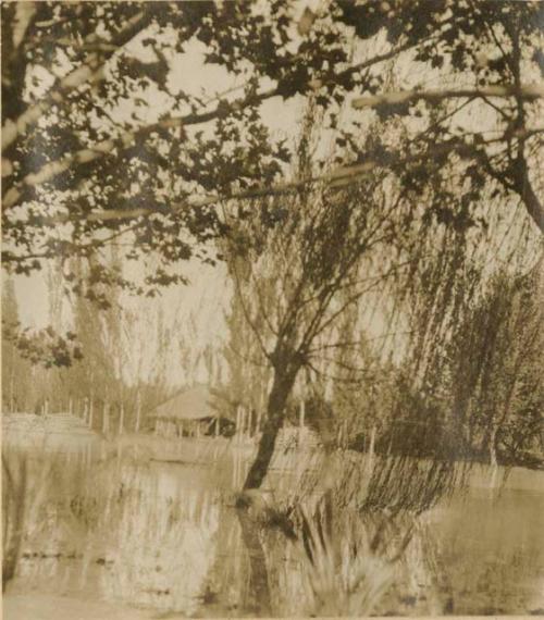 Trees along a shore