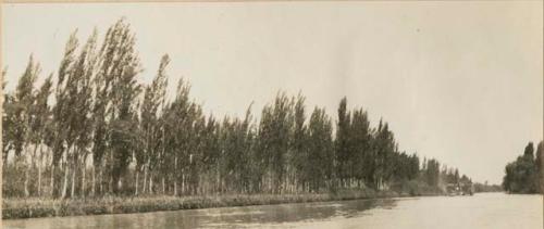 Trees lining a canal