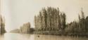 Trees lining a canal