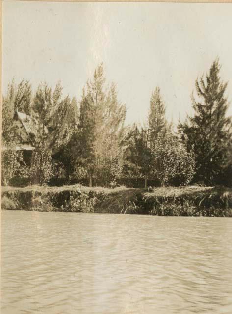 Trees on a shore