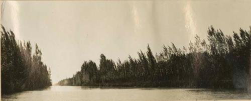 Trees along a river