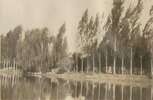 Trees along a river