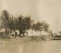 Trees along a shore