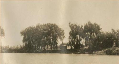 Trees along a shore