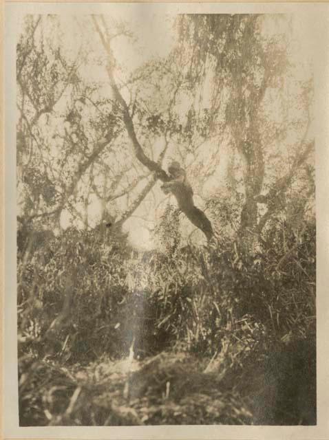 Man climbing a tree in protective gear