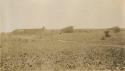 Open field with brush, building in background