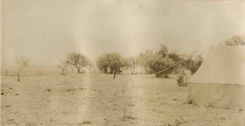 Tent in an open field with trees