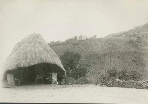 A coca plantation