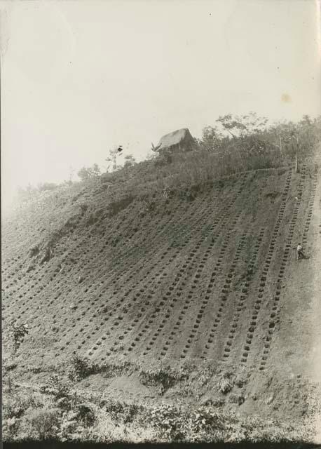 A coca plantation