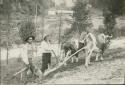 Farmers and cattle ploughing a field