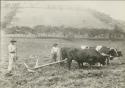 Farmers and cattle ploughing a field