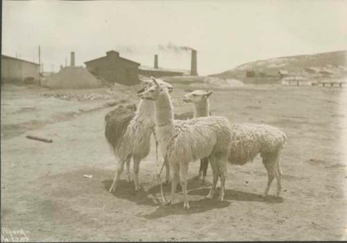 Herd of llamas