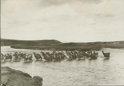 Herd of llamas crossing a river