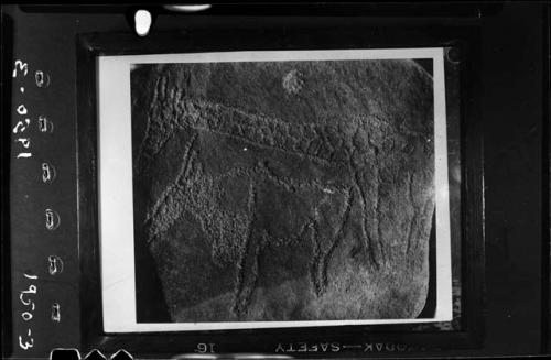 Petroglyph of a giraffe and an eland