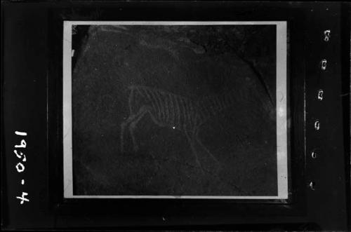 Petroglyph of a zebra