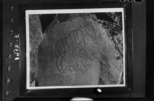 Petroglyph of a zebra