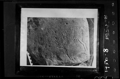 Petroglyph of a striped antelope