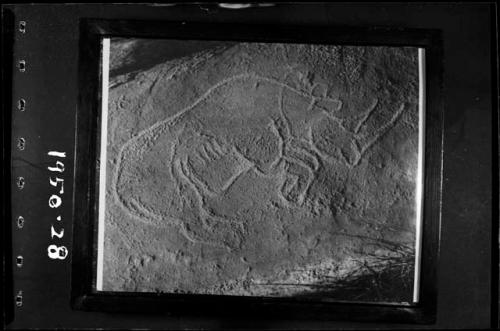 Petroglyph of a rhino