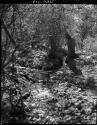 Laurence Marshall looking at a spring where a python was seen