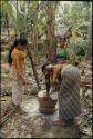 Rice harvest