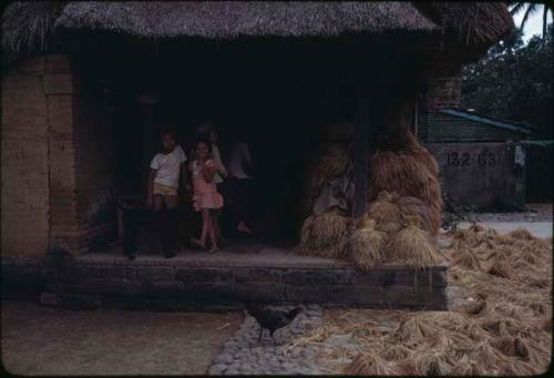 Rice harvest