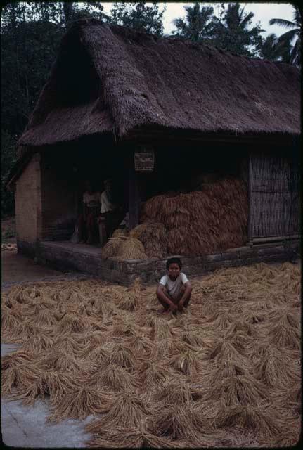 Rice harvest