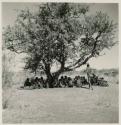 Group of people sitting under a tree, resting from a curing dance