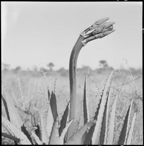 Aloe plant