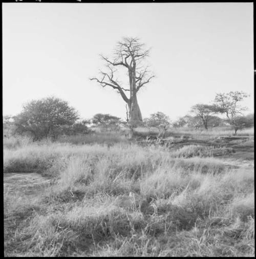 Baobab tree with no leaves, distant view