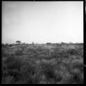 Landscape with grass, trees in the distance (out of focus)