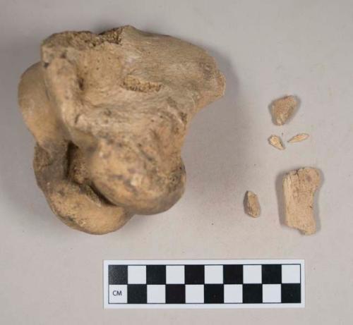 Animal bone fragments, including one distal femur fragment